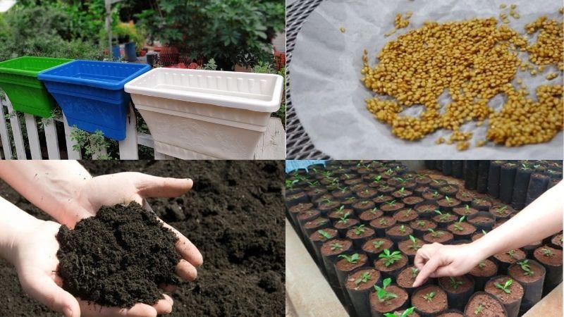 Khám phá cách trồng cà tím tại nhà để sở hữu những trái cà tím to khỏe, thỏa sức thưởng thức món ăn yêu thích mà không phải lo ngại về chất lượng.