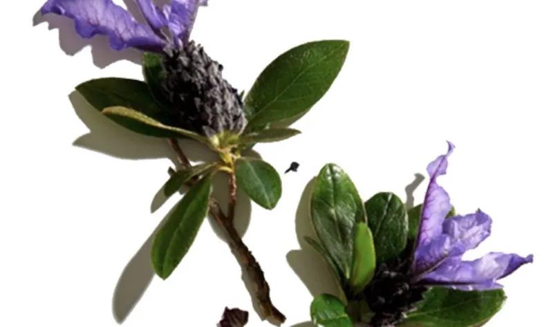 Bakuchiol là gì và vì sao thành phần này lại có thể thay thế Retinol trong các sản phẩm chăm sóc da? Hãy cùng khám phá những lợi ích mà Bakuchiol mang lại cho làn da của bạn.