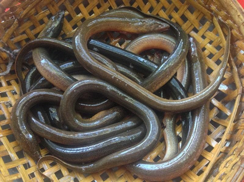 Mẹo làm sạch nhớt lươn nhanh chóng, loại bỏ mùi tanh hiệu quả, giúp bạn có món ăn thơm ngon, bổ dưỡng.