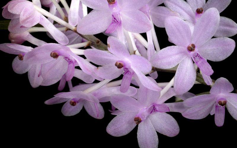 Khám phá vẻ đẹp và ý nghĩa sâu sắc của hoa lan hoàng yến, cùng với những bí quyết trồng và chăm sóc loài hoa này một cách đơn giản mà hiệu quả.