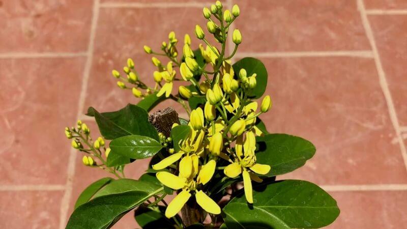 Khám phá ý nghĩa, hình ảnh và phương pháp trồng, chăm sóc cây mai hoàng yến, loài hoa mang vẻ đẹp quyến rũ và ý nghĩa sâu sắc.