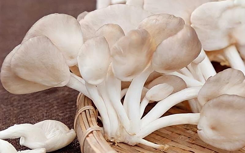 Trong 100g nấm bào ngư chứa bao nhiêu calo và liệu ăn loại nấm này có ảnh hưởng đến cân nặng không?