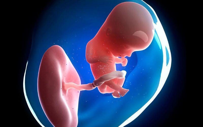 Mẹ bầu tuần 14 cần chú ý những điều gì để đảm bảo sức khỏe cho cả mẹ và bé?