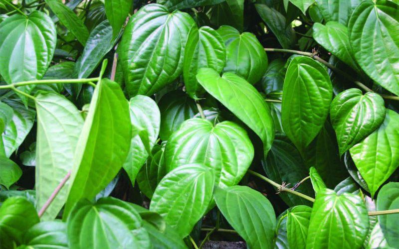 Tổng hợp các loại lá trong các bài thuốc Nam hiệu quả giúp điều trị nám da, mang lại làn da sáng mịn.