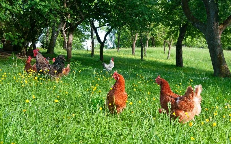 Giá gia cầm ngày 10/04/2024: Gà Minh Dư có sự giảm giá tại một số khu vực