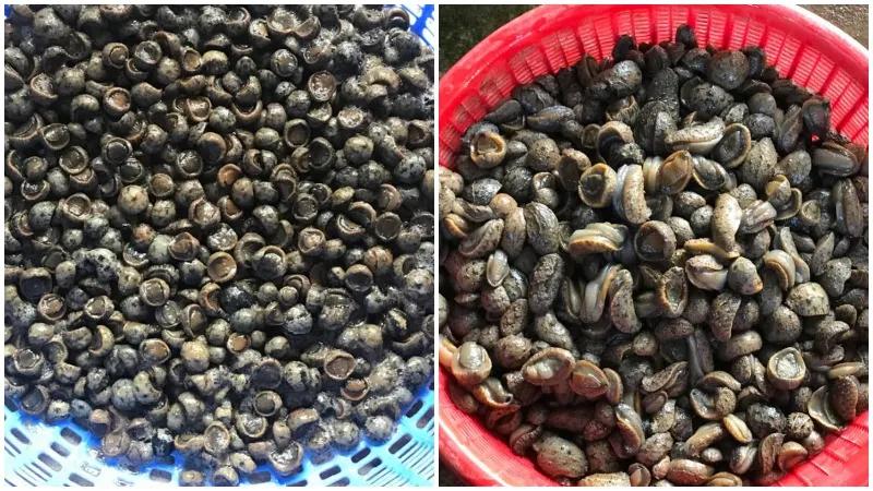 Thanh Hóa sở hữu một món đặc sản với cái tên độc đáo, tuy lạ nhưng lại nổi tiếng nhờ hương vị thơm ngon và giá trị dinh dưỡng tuyệt vời.