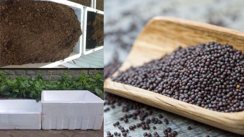 Hướng dẫn chi tiết cách trồng cải ngọt trong thùng xốp tại nhà