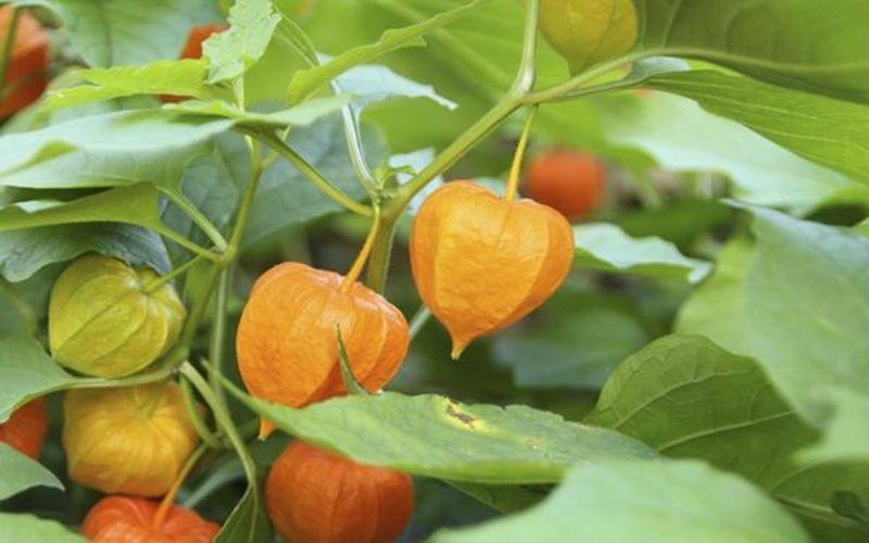 Trái thù lù là một loại quả độc đáo, giá trị lên tới 400.000 đồng/kg, vậy lý do gì khiến nó trở thành món hàng được nhiều người tìm mua?
