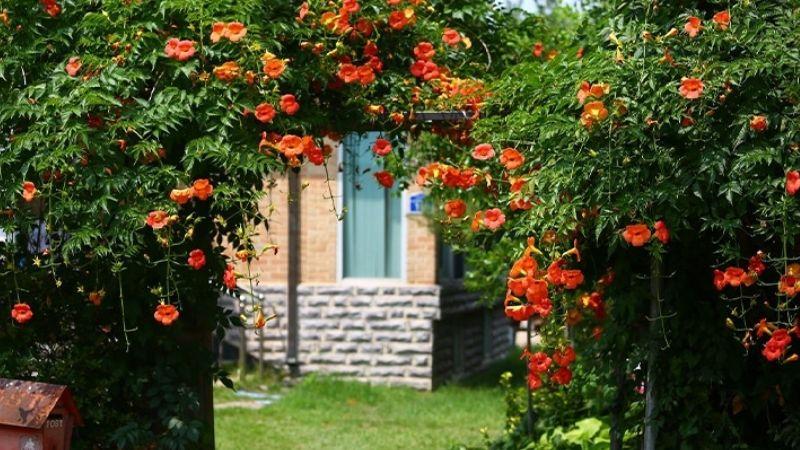 Khám phá 10 loại cây dây leo tuyệt vời giúp không gian sống của bạn luôn mát mẻ quanh năm.