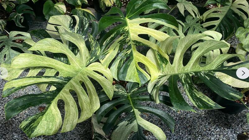 Trầu bà Nam Mỹ (Monstera) là loài cây đang thu hút sự chú ý mạnh mẽ trên thị trường, với mức giá có thể lên đến nửa tỷ đồng. Cùng khám phá lý do gì khiến nó có giá trị cao như vậy.