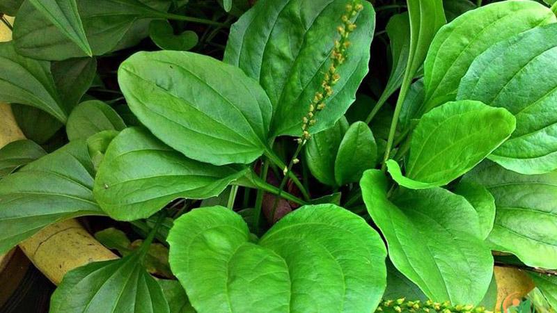Nước cây mã đề mang lại những lợi ích gì cho sức khỏe? Cách chế biến loại nước này như thế nào?