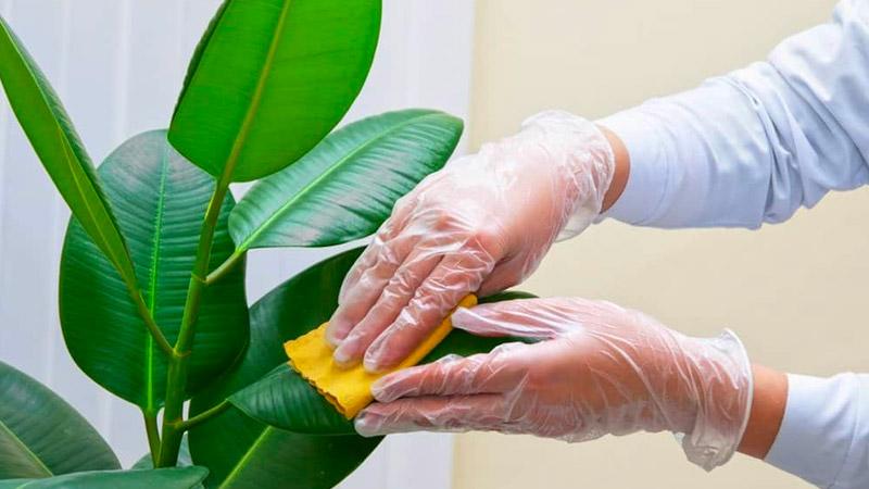 Có nên vệ sinh lá cây cảnh mỗi ngày? Cách giữ lá cây luôn sạch sẽ, không vướng bụi bẩn.