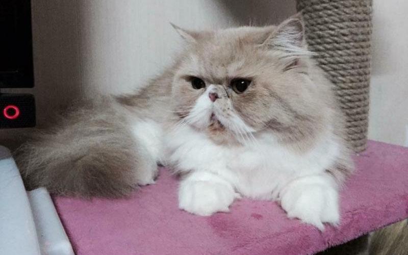 Cẩm nang mèo Ba Tư: Từ nguồn gốc, đặc điểm đến cách chăm sóc và mức giá