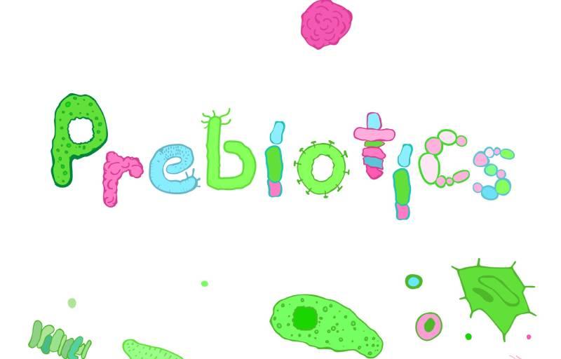 Prebiotic là gì? So sánh giữa Prebiotic và Probiotic