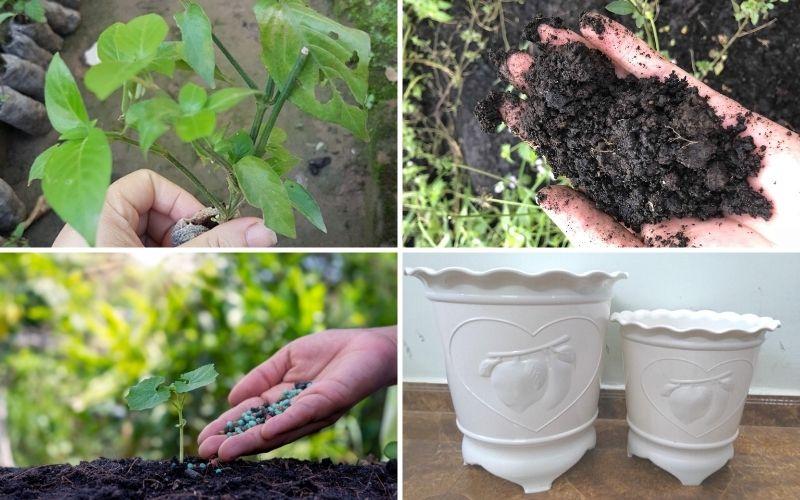 Hướng dẫn cách trồng cây lá cẩm tím tại nhà, dễ dàng chăm sóc và đem lại không gian xanh mát.