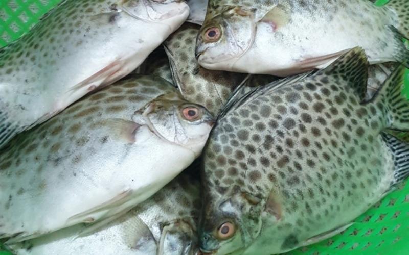 Khám phá 10 món ăn hấp dẫn từ cá nâu, mang đậm hương vị truyền thống của mảnh đất Cà Mau.