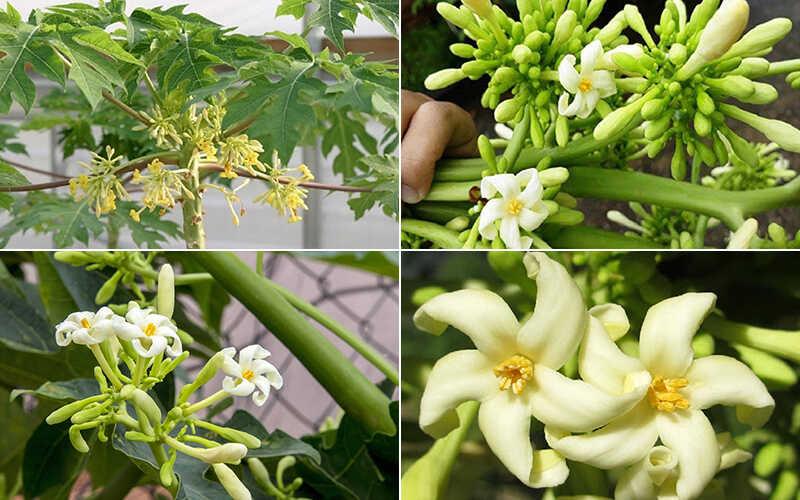 Hoa đu đủ đực – Giờ đây, với giá trị lên đến cả triệu đồng, loài hoa này vẫn khiến nhiều người săn lùng.
