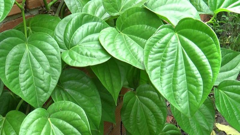 Lông biến mất nhẹ nhàng, da trở nên mềm mịn nhờ lá trầu không, một phương pháp tẩy lông tự nhiên đầy hiệu quả.