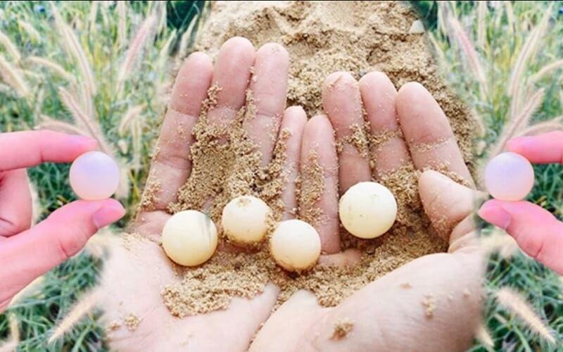 Loại trứng nhỏ bằng một nửa trứng cút, giá thành vô cùng phải chăng, nhưng lại được coi là một 'thần dược' quý báu cho sức khỏe.