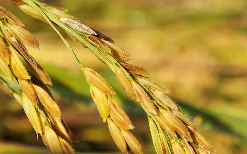 Giá lúa gạo hôm nay, 16/3/2024: Không có sự thay đổi đáng kể