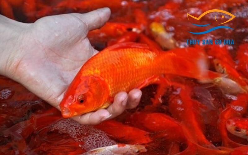Bạn đang tìm kiếm địa điểm bán cá chép phóng sinh tại TP.HCM? Hãy cùng khám phá những lựa chọn uy tín để thực hiện hành động tâm linh này.