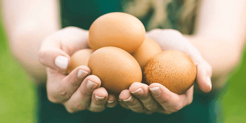 Liệu ăn trứng mỗi ngày có tác động gì đến cơ thể bạn?