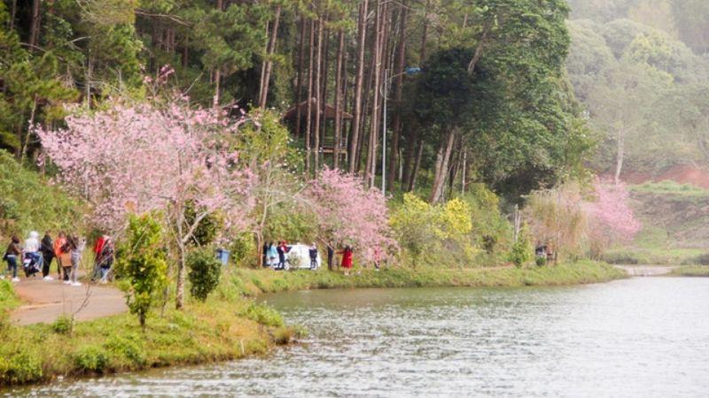 Hãy đến Măng Đen để đắm mình trong sắc hoa anh đào khoe sắc rực rỡ trên những triền đồi