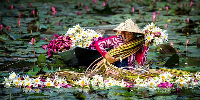 Những lợi ích tuyệt vời của hoa súng đối với sức khỏe