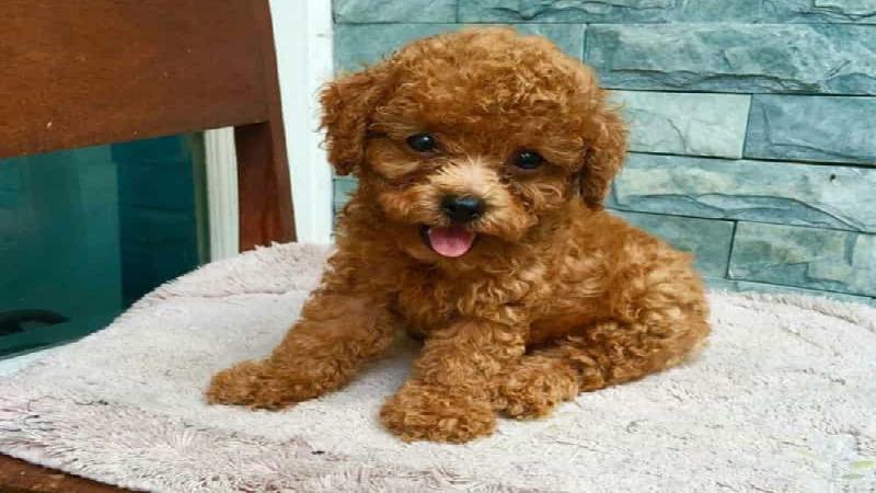 Lựa chọn chế độ dinh dưỡng phù hợp cho chó Poodle qua từng giai đoạn phát triển