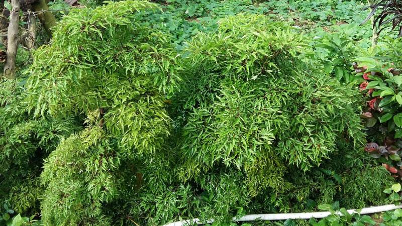 Khám phá phương pháp chữa ho hiệu quả từ đinh lăng, một bí quyết được nhiều người truyền lại qua các thế hệ.