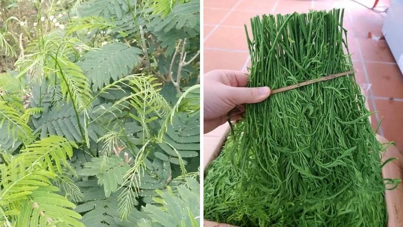 Khám phá rau thối - hương vị kỳ lạ của Tây Bắc