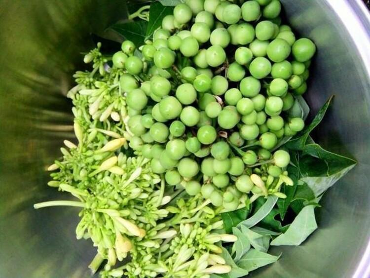 Bạn có biết rằng bông đu đủ đực, một loại thực vật thường bị bỏ qua, lại ẩn chứa rất nhiều tác dụng chữa bệnh quý giá?