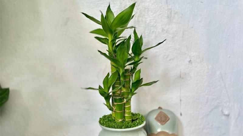 Cây trúc phát tài không chỉ đơn giản là một loài cây cảnh mà còn là biểu tượng của tài lộc, may mắn. Khám phá ý nghĩa sâu sắc và những cách bày trí cây trúc phát tài để mang lại vận may và thịnh vượng cho không gian sống của bạn.