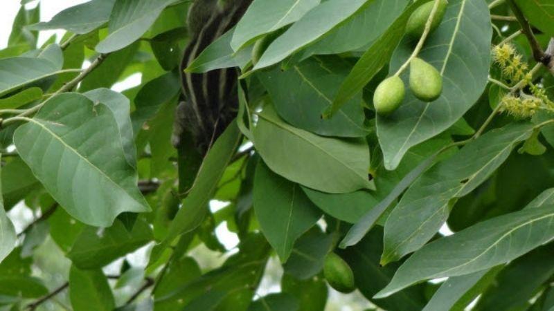 Cây chiêu liêu: Tìm hiểu ý nghĩa, hình ảnh, phương pháp trồng và chăm sóc tại nhà