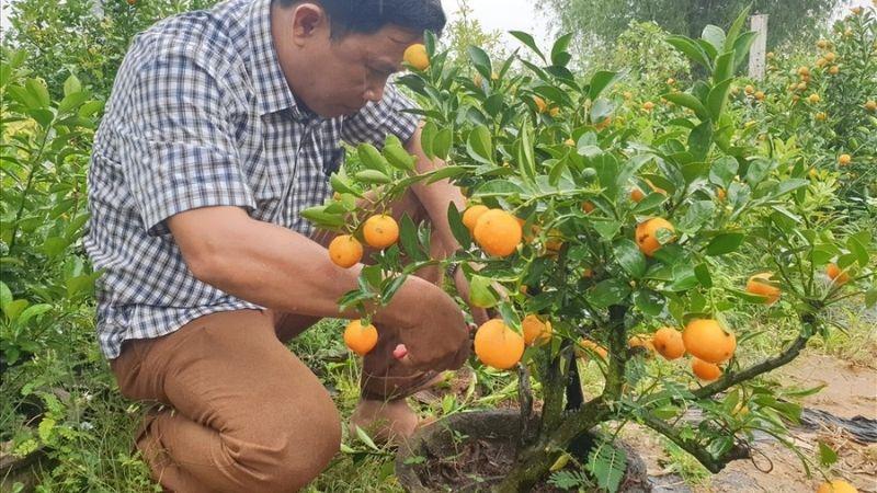 Hướng dẫn chăm sóc quất cảnh sau Tết tại nhà một cách đơn giản và hiệu quả