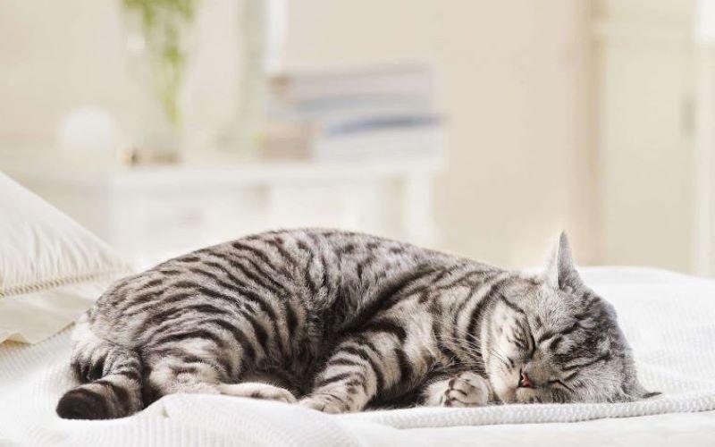 Triệt sản cho mèo cái và những điều cần lưu ý khi chăm sóc sau phẫu thuật