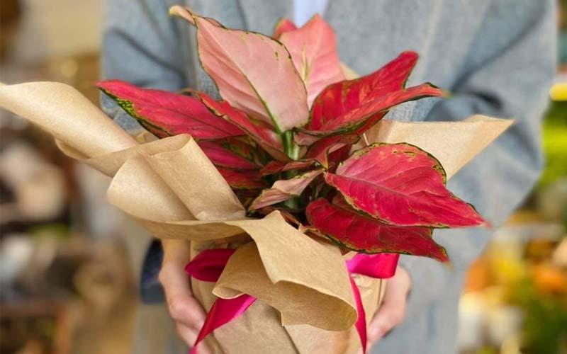Hoa Hồng Phát Lộc mang trong mình một ý nghĩa phong thủy đặc biệt, đặc biệt phù hợp trong dịp Tết. Loài hoa này không chỉ đẹp mà còn giúp gia chủ thu hút tài lộc, mang đến sự may mắn và thịnh vượng. Cùng khám phá cách trồng và chăm sóc hoa Hồng Phát Lộc để đón Tết đầy tài lộc nhé.