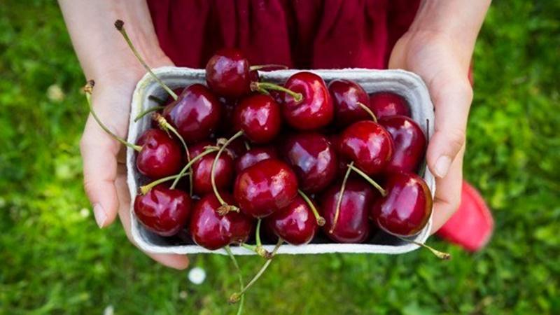 Khám phá những phương pháp bảo quản cherry để trái cây luôn tươi ngon như lúc mới thu hoạch.