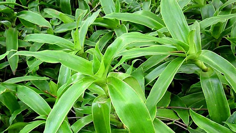 Khám phá cách trồng, chăm sóc và những công dụng tuyệt vời của cây bao tử (linh chi thảo), một cây thuốc quý giúp cải thiện sức khỏe.