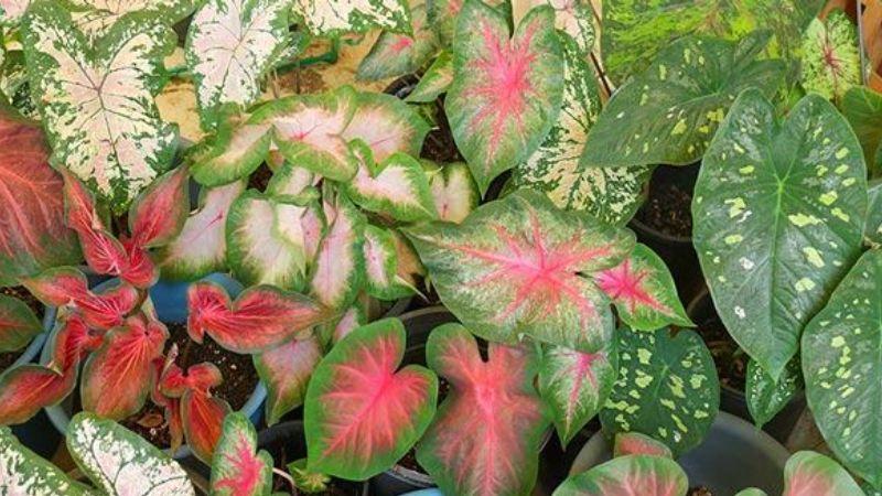 Khám phá bí quyết trồng và chăm sóc cây môn kiểng cùng những hình ảnh đẹp của loài cây này.