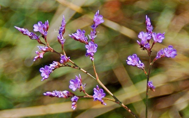 Hoa sao tím: Nguồn gốc, đặc điểm và ý nghĩa của loài hoa sao tím