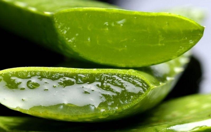 Hướng dẫn cách trị hắc lào bằng nha đam an toàn, không để lại sẹo