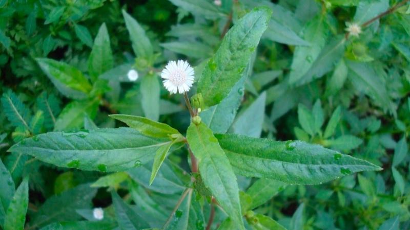 Cỏ nhọ nồi là một loài cây quen thuộc với nhiều đặc điểm nổi bật và công dụng hữu ích trong y học cổ truyền. Hãy cùng khám phá chi tiết về loại cây này và những lưu ý khi sử dụng.