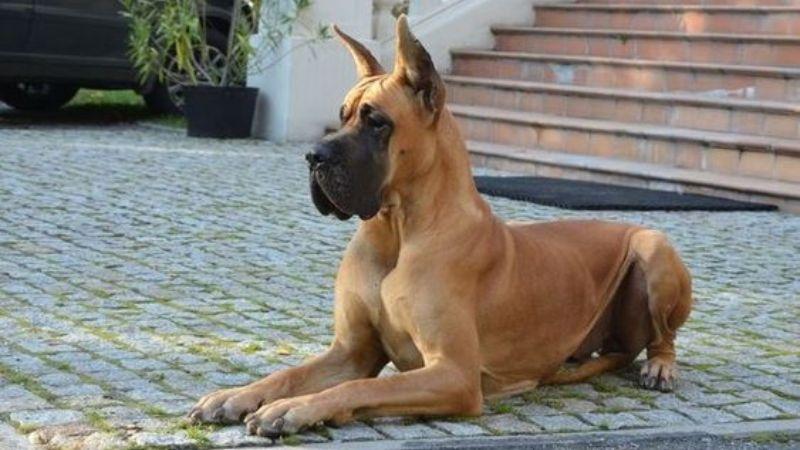 Chó Great Dane: Những đặc điểm nổi bật, phương pháp nuôi dưỡng, cách chăm sóc và giá cả