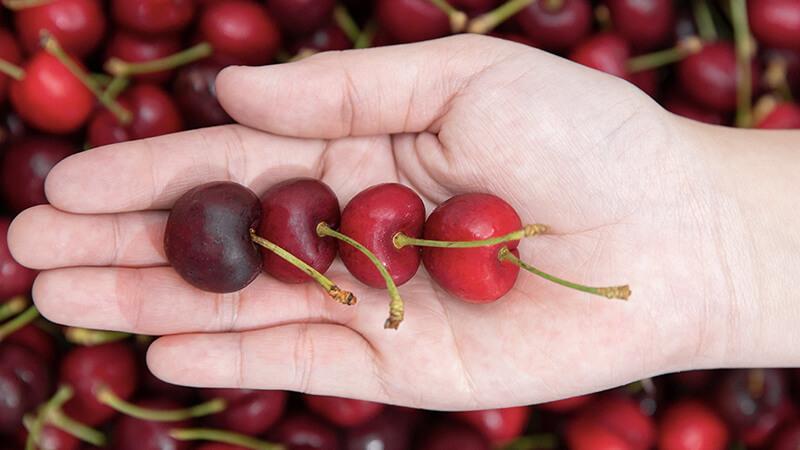 Cherry giá bao nhiêu 1 kg? Cập nhật mức giá mới nhất của các loại Cherry tháng 03/2023