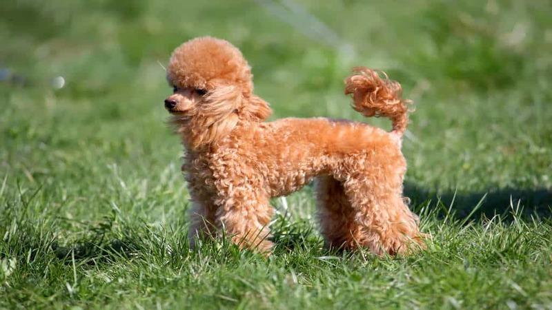 Khám phá 9 loại sữa tắm đặc biệt dành cho chó Poodle, giúp giữ mùi hương dễ chịu lâu dài và ngăn ngừa lông bị rối.