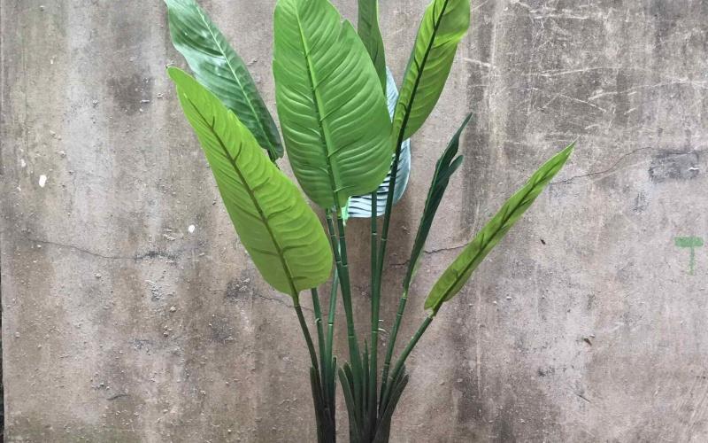Cây chuối cảnh: Đặc điểm, công dụng, hình ảnh và cách trồng, chăm sóc tại nhà