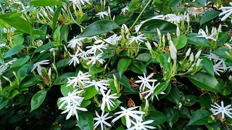 Chè vằng có thực sự giúp lợi sữa không? Cách sử dụng ra sao để đạt hiệu quả tốt nhất? Cùng khám phá ngay!