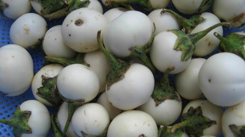 Bí quyết để làm dưa cà giòn ngon tuyệt vời