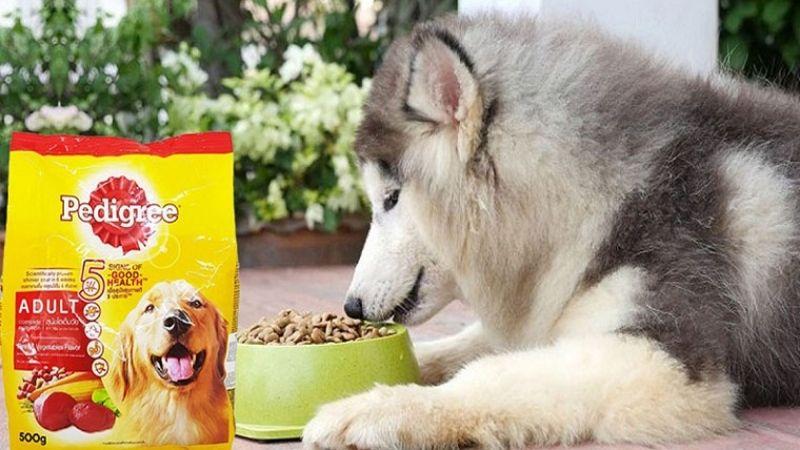 Top 10 loại thức ăn hạt Pedigree cho chó tốt nhất hiện nay, được nhiều chủ nuôi tin tưởng và lựa chọn.